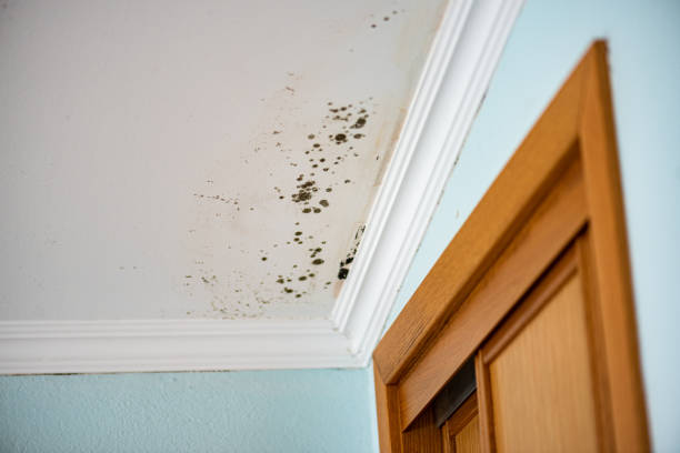 Best Residential Mold Remediation in Elk Creek, KY