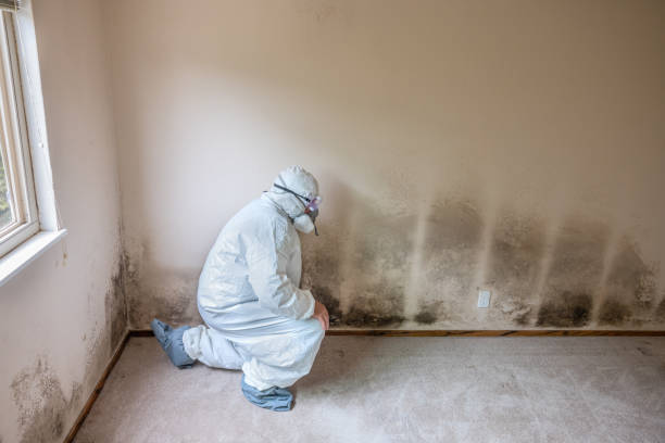 Best Post-Flood Mold Remediation in Elk Creek, KY