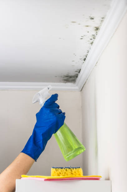 Best Black Mold Remediation in Elk Creek, KY